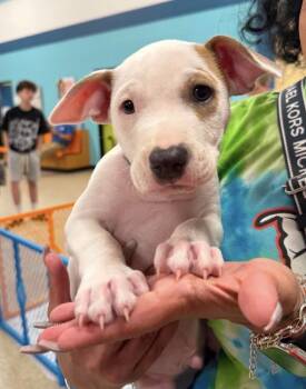 Debut (Eras Tour 2026) M -  Pit Bull Terrier and Mixed Breed Dog for Adoption - Debut (Eras Tour 2026) M | PetCurious