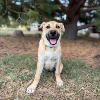 Wynonna--In Foster -  Shepherd and Mixed Breed Dog for Adoption in Fargo, North Dakota - Wynonna--In Foster | PetCurious