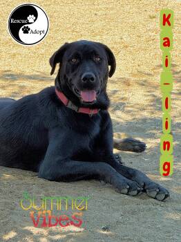 Rescue Rottweiler and Black Labrador Retriever Dogs for Adoption in Perris, California - KAI | PetCurious