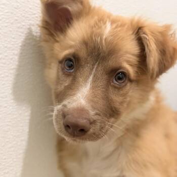 Millie -  Australian Cattle Dog Blue Heeler Dog for Adoption in Mansfield, Texas - Millie | PetCurious