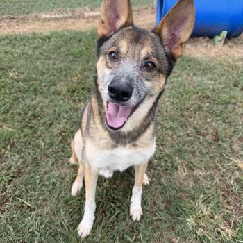 Foxy -  Shepherd Dog for Adoption in Atlanta, Georgia - Foxy | PetCurious