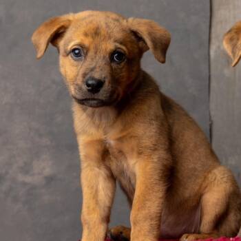 Gadget Hackwrench -  Mixed Breed Dog for Adoption in Park City, Utah - Gadget Hackwrench | PetCurious