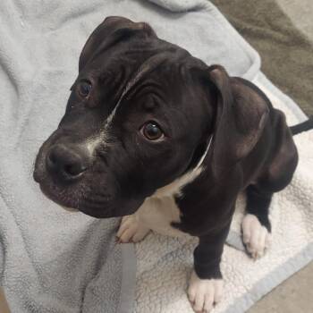 Pit Bull Terrier Dogs Available for Adoption in Matteson, Illinois - Batman | PetCurious