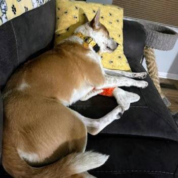 Miss Scarlett -  Mixed Breed Dog for Adoption in Pataskala, Ohio - Miss Scarlett | PetCurious