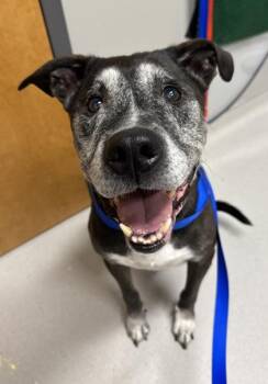 Buddy -  Mixed Breed Dog for Adoption in Missoula, Montana - Buddy | PetCurious