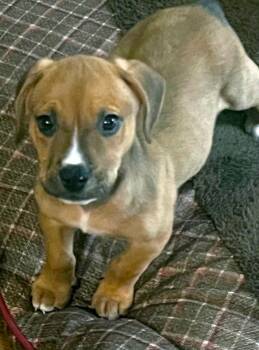 Bo (AO37547) -  Boxer and Hound Dog for Adoption in Kansas City, Kansas - Bo (AO37547) | PetCurious