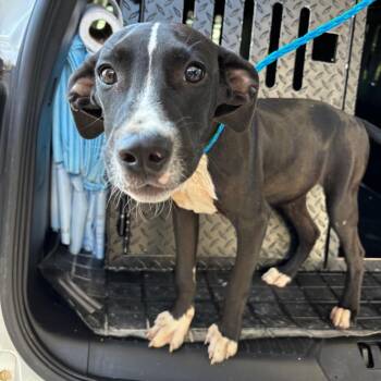 Flake -  Retriever and Mixed Breed Dog for Adoption in Montgomery, Alabama - Flake | PetCurious