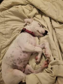 Dolly Madison -  Terrier Dog for Adoption in Colorado Springs, Colorado - Dolly Madison | PetCurious