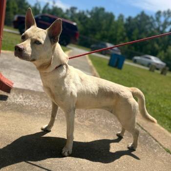 Mixed Breed Dogs Available for Adoption in Corinth, Mississippi - Charlie | PetCurious