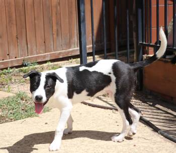 Rescue Terrier and Mixed Breed Dogs for Adoption in Pflugerville, Texas - Ollie L | PetCurious