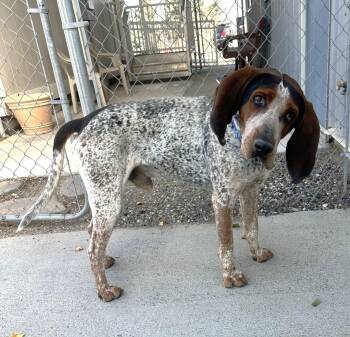 61574931 -  Treeing Walker Coonhound Dog for Adoption in Elko, Nevada - 61574931 | PetCurious