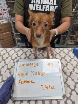 Pen 231 -  Dachshund and Chihuahua Dog for Adoption in Lawrenceville, Georgia - Pen 231 | PetCurious