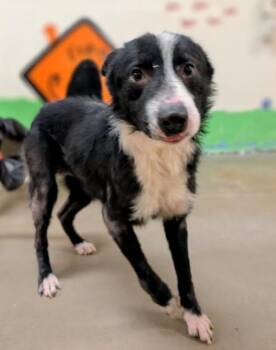 Terrier Dogs Available for Adoption - 4329 Buster | PetCurious