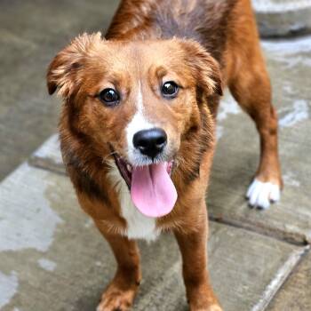Kirby -  Pomeranian and Jack Russell Terrier Dog for Adoption in Chicago, Illinois - Kirby | PetCurious