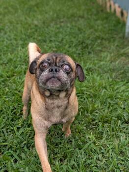 Pop -  Pug Dog for Adoption in Baton Rouge, Louisiana - Pop | PetCurious