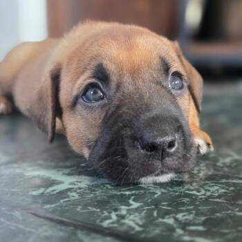 Russet -  Mixed Breed Dog for Adoption in Owosso, Michigan - Russet | PetCurious