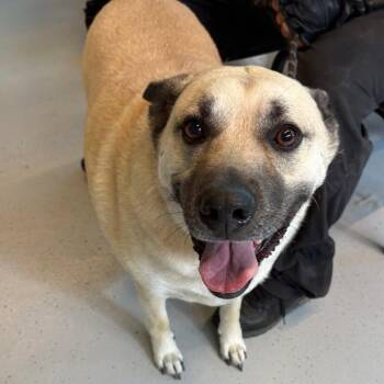 Mixed Breed Dogs Available for Adoption in Huntington, West Virginia - Bandit | PetCurious