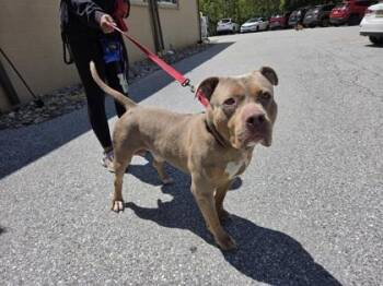Mixed Breed Dogs Available for Adoption in West Chester, Pennsylvania - Thor | PetCurious