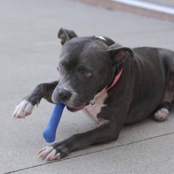 Lucille -  Pit Bull Terrier and Mixed Breed Dog for Adoption in Westland, Michigan - Lucille | PetCurious