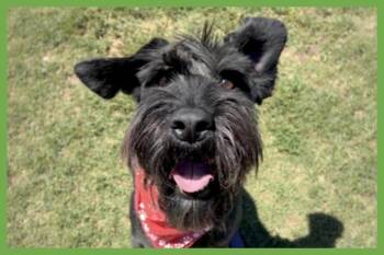 Zilyana -  Standard Schnauzer Dog for Adoption in Amherst, Massachusetts - Zilyana | PetCurious