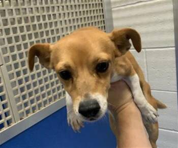 HARRY SQUATTER -  Chihuahua and Mixed Breed Dog for Adoption in Visalia, California - HARRY SQUATTER | PetCurious