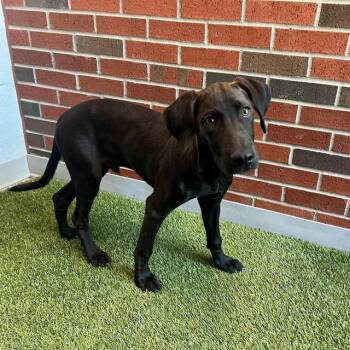 SHOWGUN -  Mixed Breed Dog for Adoption in Edmond, Oklahoma - SHOWGUN | PetCurious