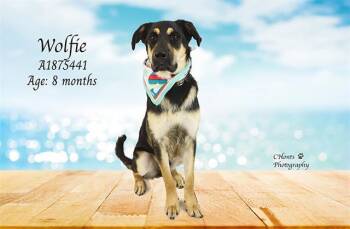 Rescue Rottweiler and German Shepherd Dog Dogs for Adoption in Thousand Palms, California - WOLFIE | PetCurious