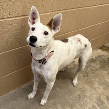 Paisley -  Cattle Dog and Terrier Dog for Adoption in Ojai, California - Paisley | PetCurious