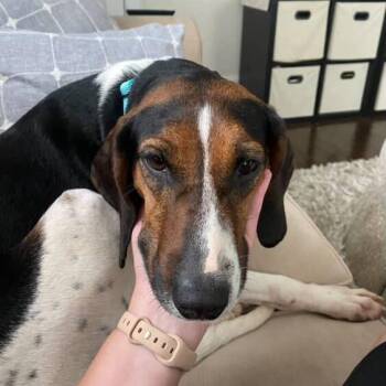 Rescue Coonhound Dogs for Adoption in Columbia, South Carolina - Maisey | PetCurious