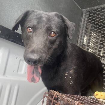 Black Labrador Retriever Dogs Available for Adoption in Edinburg, Texas - Clover | PetCurious