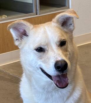 Labrador Retriever and Siberian Husky Dogs Available for Adoption in Greeley, Colorado - Rocky | PetCurious