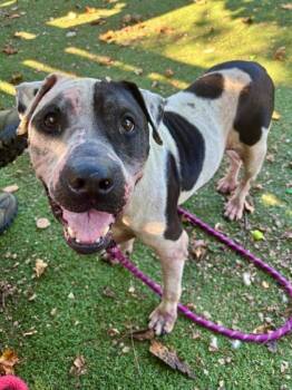 Rescue Mixed Breed Dogs for Adoption in West Chester, Pennsylvania - Minnie | PetCurious