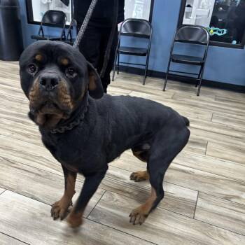 Chuck -  Rottweiler Dog for Adoption in Newark, New Jersey - Chuck | PetCurious