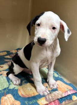 Rescue American Bulldog and American Staffordshire Terrier Dogs for Adoption in Watertown, Connecticut - Patron | PetCurious