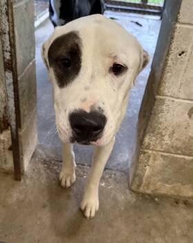 Boris -  Labrador Retriever and Pit Bull Terrier Dog for Adoption in Ozark, Alabama - Boris | PetCurious