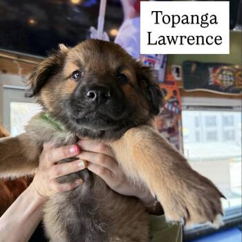 Topanga Lawrence (90s sitcom litter) -  Shepherd Dog for Adoption in San Diego, California - Topanga Lawrence (90s Sitcom Litter) | PetCurious