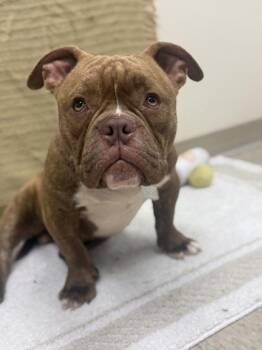 Jasper- In Foster Home -  Mixed Breed Dog for Adoption in Hamilton, Ohio - Jasper- In Foster Home | PetCurious