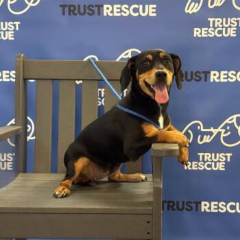 SALLY ROSE -  Dachshund and Terrier Dog for Adoption in Waterford, New Jersey - SALLY ROSE | PetCurious