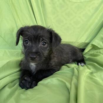 Wirehaired Terrier and Cairn Terrier Dogs Available for Adoption in Tucson, Arizona - Ellie | PetCurious
