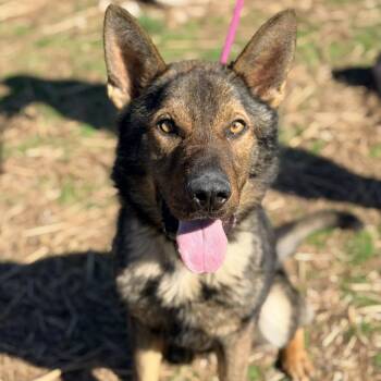 German Shepherd Dog Dogs Available for Adoption in Huntington, West Virginia - Maximus | PetCurious