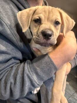 Labrador Retriever and Rottweiler Dogs Available for Adoption - Plum | PetCurious