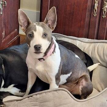 Pit Bull Terrier Dogs Available for Adoption - Milly | PetCurious