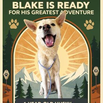 Blake -  Husky Dog for Adoption in Enterprise, Alabama - Blake | PetCurious