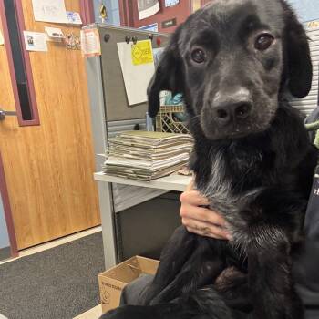 Hayden -  Labrador Retriever and Mixed Breed Dog for Adoption in Saint Joseph, Missouri - Hayden | PetCurious