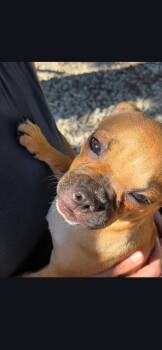 Pug Dogs Available for Adoption - Scooter  | PetCurious