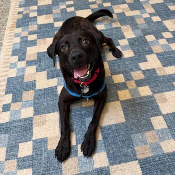 AJ -  Black Labrador Retriever and Mixed Breed Dog for Adoption in Falls Church, Virginia - AJ | PetCurious