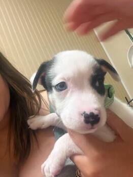 Fennel -  Mixed Breed Dog for Adoption in Cincinnati, Ohio - Fennel | PetCurious