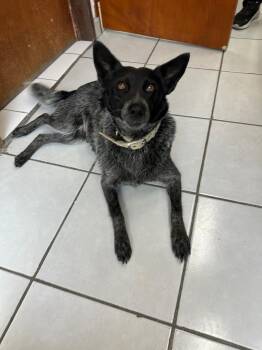 Rescue Australian Shepherd Dogs for Adoption in Sherwood, Oregon - Pamela | PetCurious