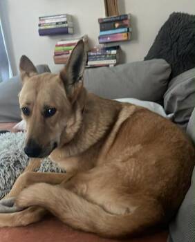 Gunner -  German Shepherd Dog Dog for Adoption in Bloomington, Indiana - Gunner | PetCurious