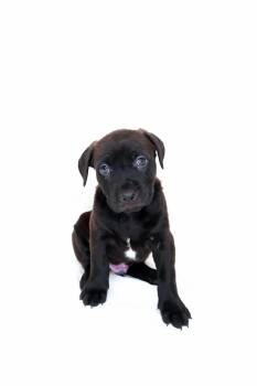 Rhodes -  Pit Bull Terrier Dog for Adoption in Bixby, Oklahoma - Rhodes | PetCurious